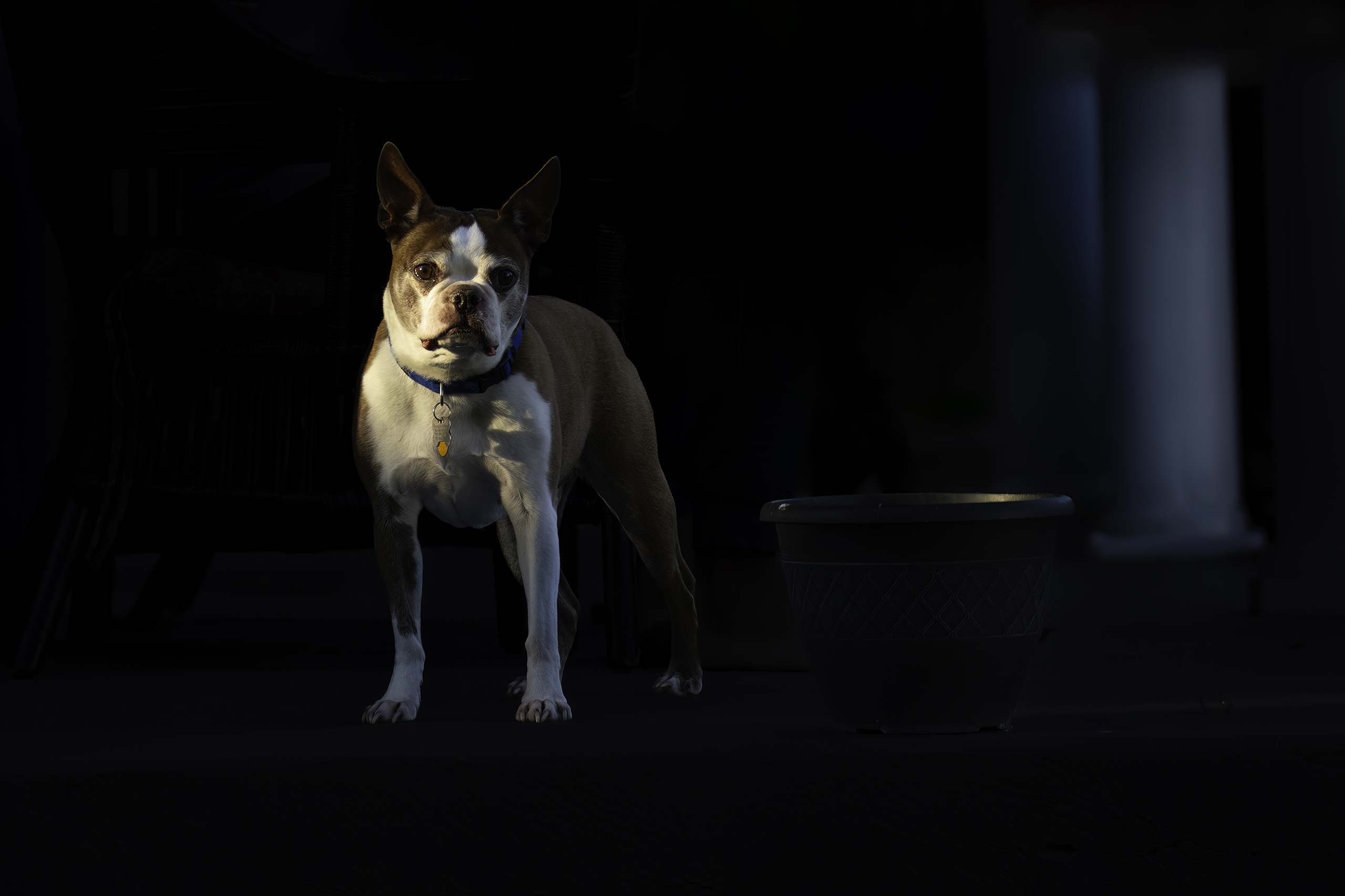 Boston Terrier in dramatic lighting