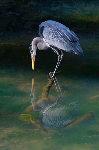 Great Blue Heron looking straight down into the smooth water