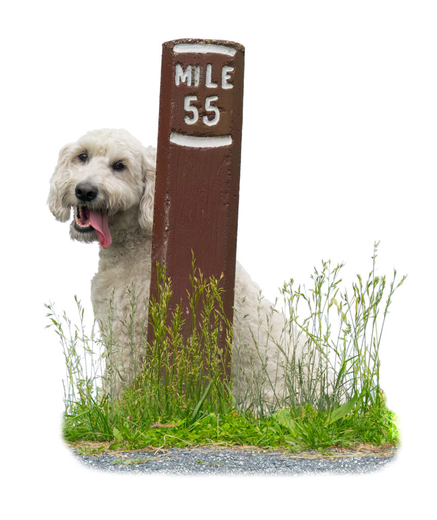 Goldendoodle sitting behind a mile marker for mile 55