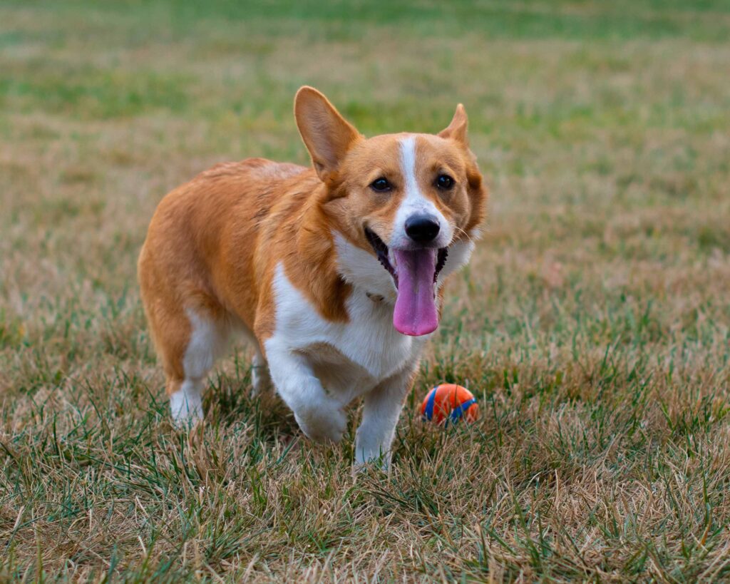 Corgi on the grass standing next to a ball