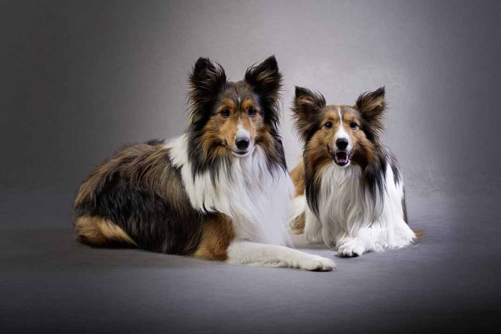 Studio portrait of two sheltys.