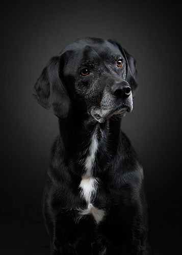 Black Labrador posing for a studio portrait
