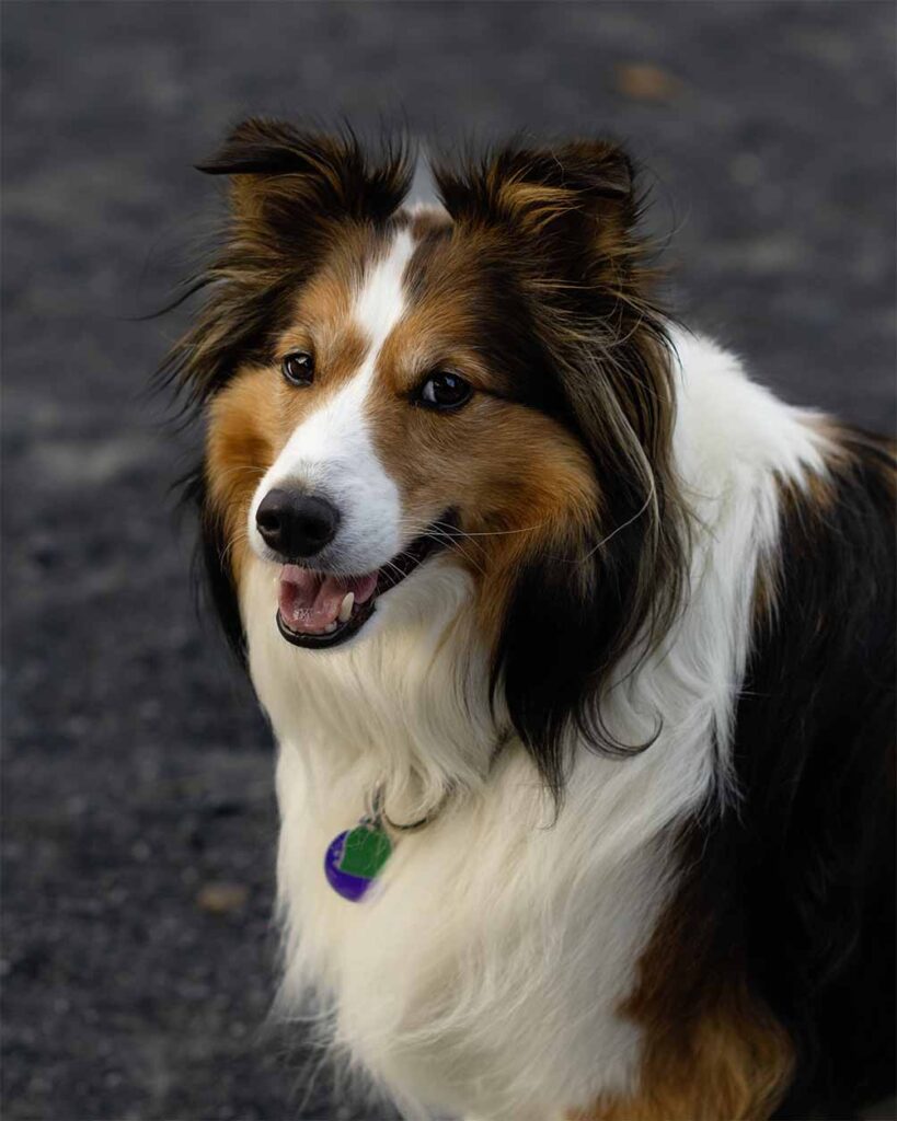 Beautiful shelty.
