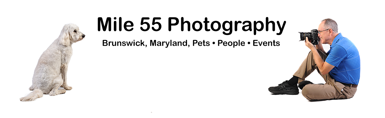 Dog posing for photographer